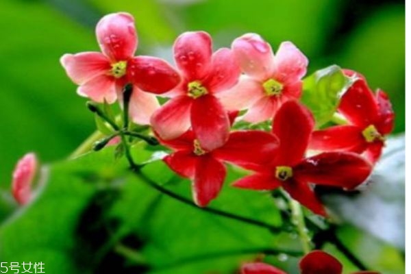 使君子的副作用,使君子的功效和作用,使君子的副作用