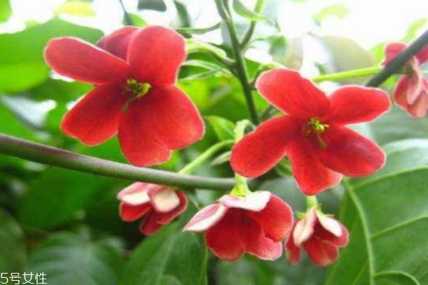 使君子百度百科,使君子的作用 使君子百度百科,使君子的作用