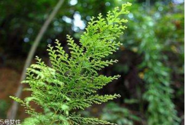 乌韭的功效和作用,乌韭的别名