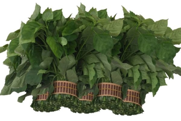 血通菜学名叫什么,血通菜的功效