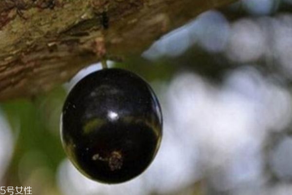 嘉宝果吃了有什么作用,嘉宝果食用禁忌