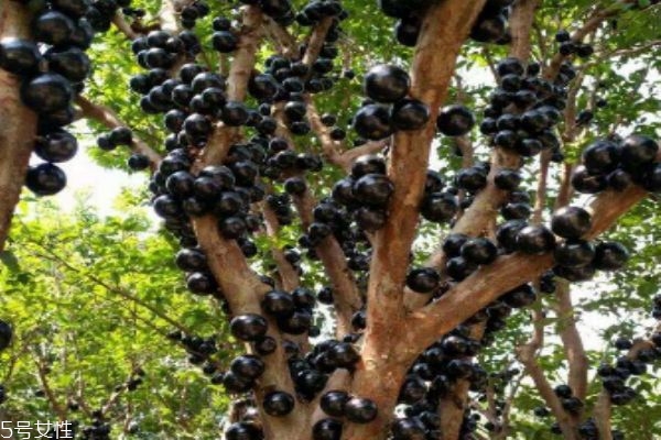 嘉宝果百度百科,嘉宝果介绍 嘉宝果百度百科,嘉宝果介绍