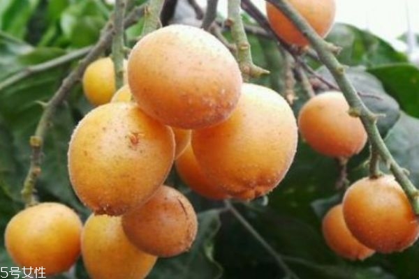 黄皮的营养价值和功效,黄皮有什么作用