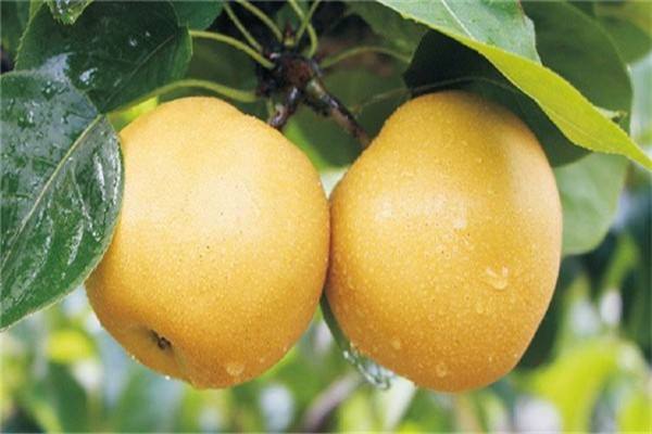 梨为什么不能多吃,梨能不能吃多