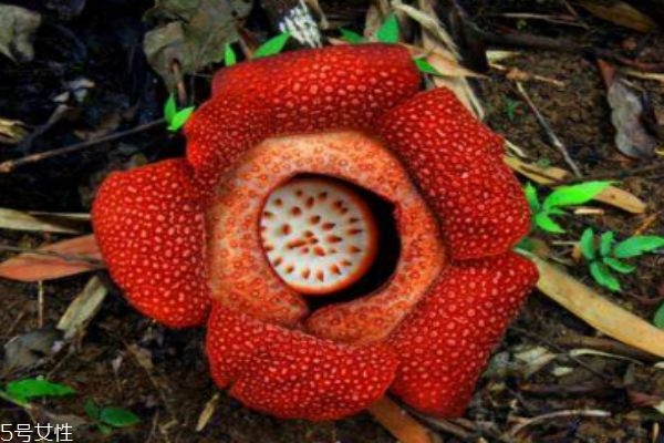 什么叫霸王花,霸王花是什么花