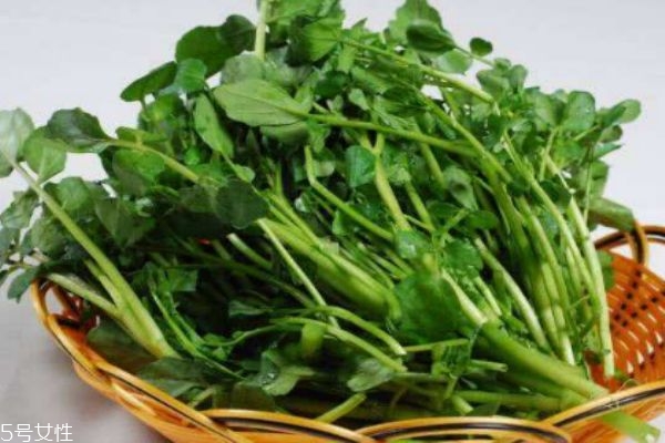 西洋菜的生长环境,西洋菜生长在哪个季节 西洋菜的生长环境,西洋菜生长在哪个季节