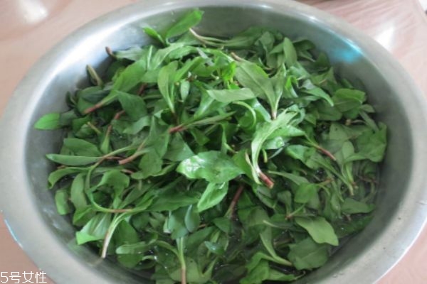 什么是马兰头图片,马兰头长什么样