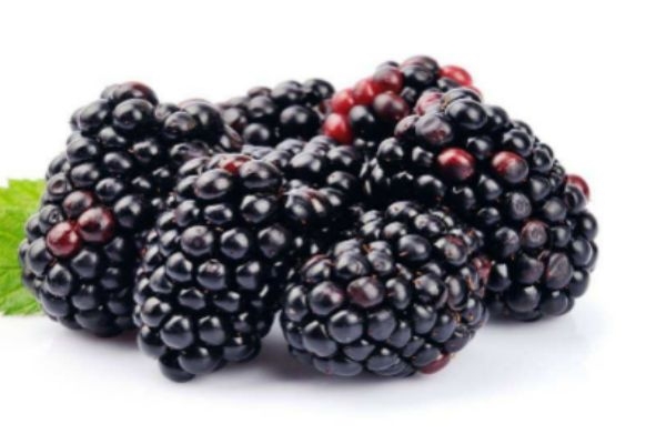 黑莓吃了有什么好处,黑莓可以吃吗