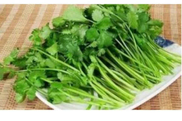 芫荽是什么样子的,芫荽是什么读音 芫荽是什么样子的,芫荽是什么读音