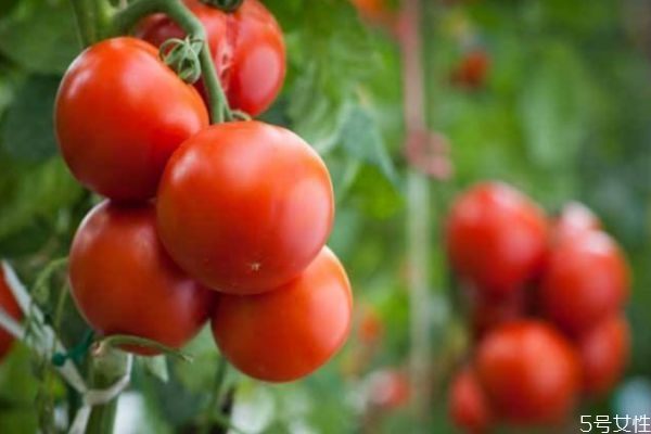 三餐吃西红柿可以减肥吗,西红柿可以天天吃吗?