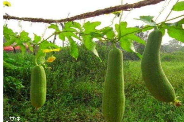 瓠瓜怎么做好吃,瓠子瓜怎么做好吃