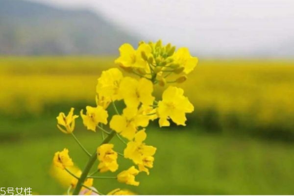 到底什么是油菜,什么的油菜花