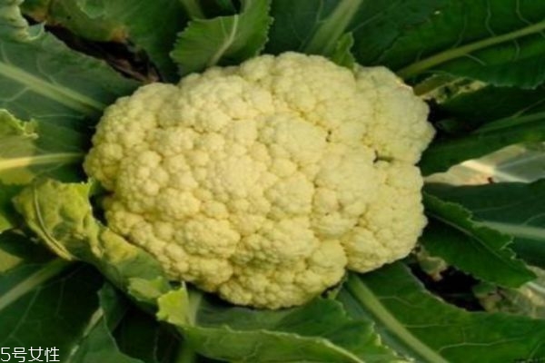 花椰菜的营养价值,花椰菜的营养 花椰菜的营养价值,花椰菜的营养