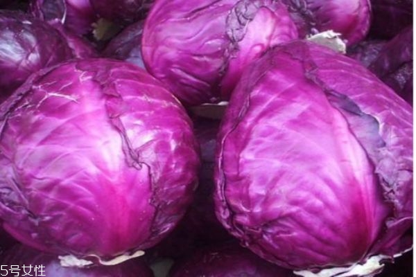 紫甘蓝的营养价值有哪些,紫甘蓝有什么营养成分