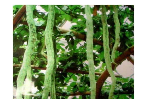 蛇豆的禁忌,蛇豆的功效和作用和禁忌