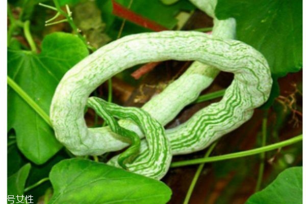 蛇豆长什么样子的图片,蛇豆和扁豆的区别