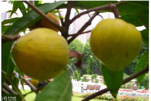 吃蛋黄果的禁忌,吃蛋黄果不能吃什么