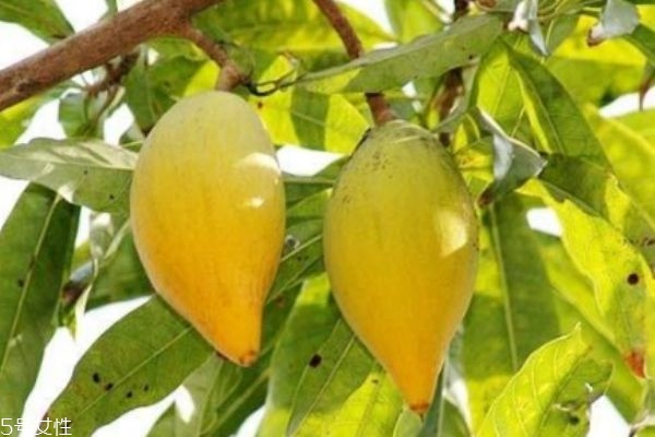 蛋黄果又叫什么,蛋黄果百度百科