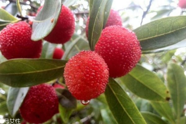 吃杨梅的注意事项,吃杨梅不能吃什么