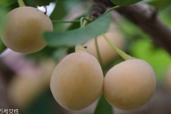 银杏果的热量高吗,杏仁热量高吗?