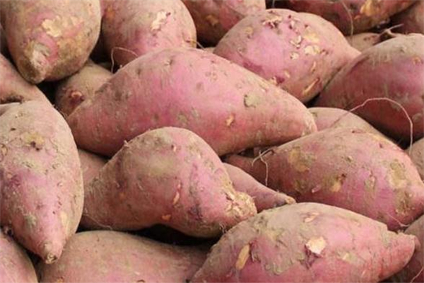 红薯发霉切掉还能吃吗,红薯发霉了切去发霉的部分还能吃吗