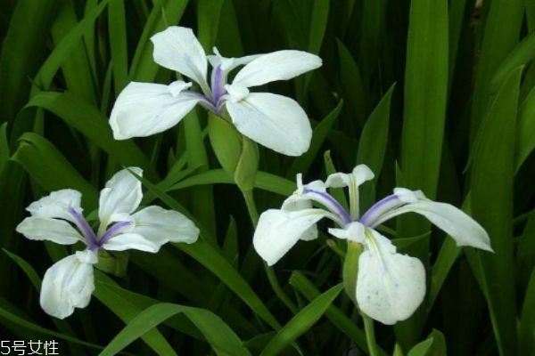 杜若什么意思,杜若杜衡是什么