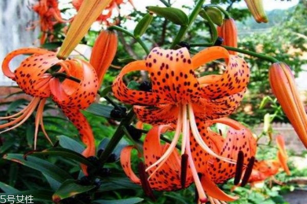 丹卷什么意思,卷丹的功效和作用