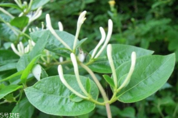 忍冬为什么叫忍冬,忍冬是什么意思