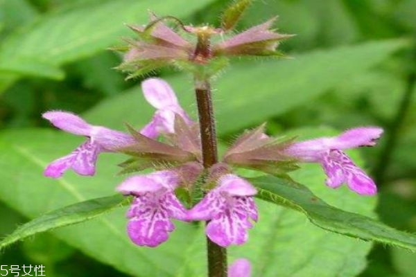 苏水是什么意思,来苏水是什么 苏水是什么意思,来苏水是什么