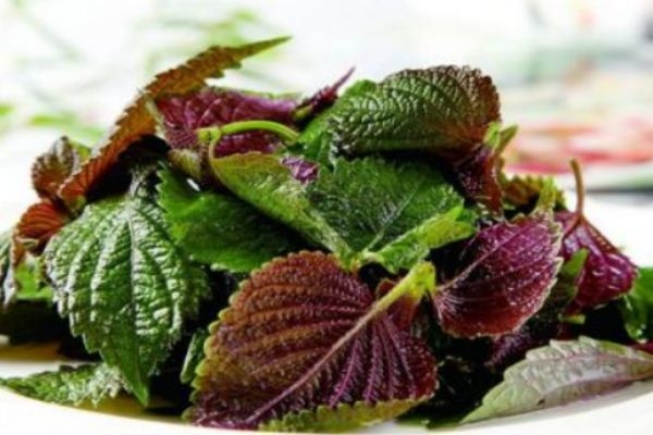 紫苏是什么样的,紫苏什么意思