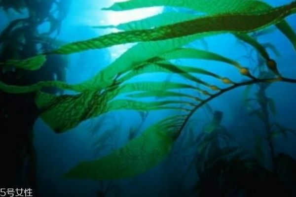 什么叫海藻,什么的海藻