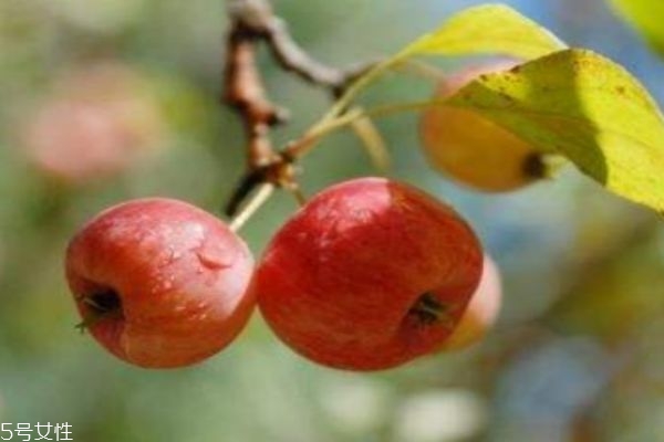 海棠果一般多少钱一斤,海棠果价格