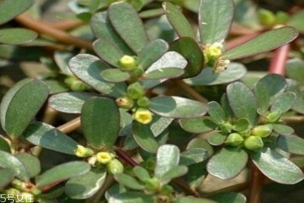 马齿苋怎么吃,有什么功效,马齿苋的功效和作用 马齿苋怎么吃,有什么功效,马齿苋的功效和作用