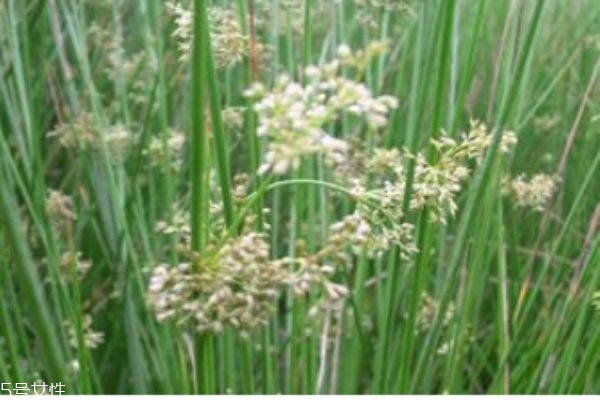 灯芯草和灯心草是一种草吗,灯心草还是灯芯草