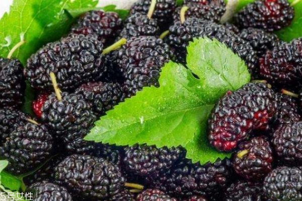 桑葚干的营养价值,桑葚干的营养