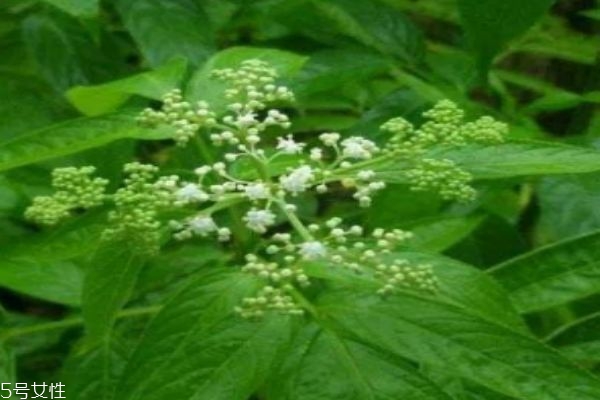 接骨丹是什么样子,接骨丹图片