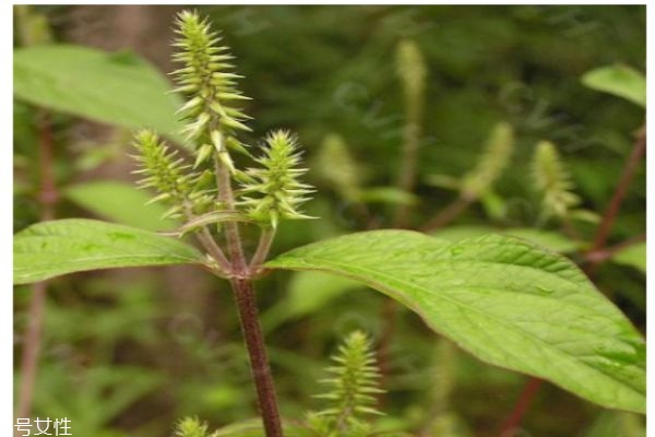 接骨丹是什么样子,接骨丹的作用 接骨丹是什么样子,接骨丹的作用