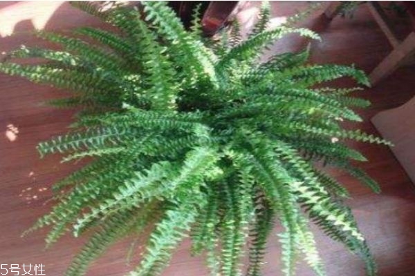 飞天蜈蚣是什么意思,飞天蜈蚣是谁