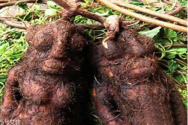 为什么何首乌长得像人,何首乌像人吗