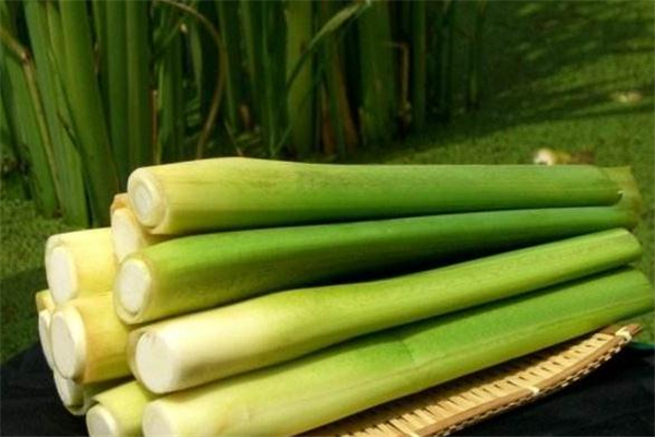 茭白老了能不能吃,茭白不熟吃了会怎么样 茭白老了能不能吃,茭白不熟吃了会怎么样