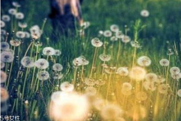 蒲公英的营养价值,蒲公英的营养