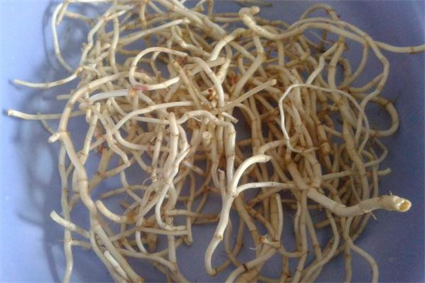 鱼腥草和蒲公英的功效和作用及食用方法,蒲公英和鱼腥草的功效异同比较