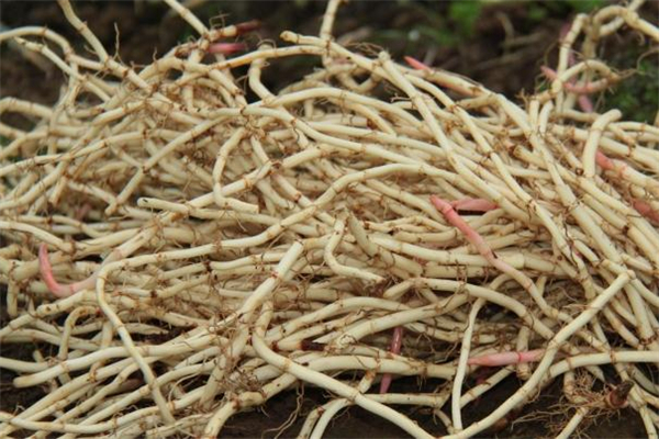 鱼腥草可以放冰糖煮吗?,鱼腥草加冰糖煮水能止咳吗 鱼腥草可以放冰糖煮吗?,鱼腥草加冰糖煮水能止咳吗