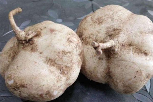 减肥的时候可以吃凉薯吗,吃凉薯减肥还是增肥