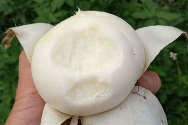 凉薯生吃味道像什么,凉薯可以生吃吗有什么营养价值