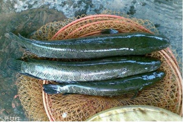 什么叫黑鱼,黑鱼是啥鱼 什么叫黑鱼,黑鱼是啥鱼