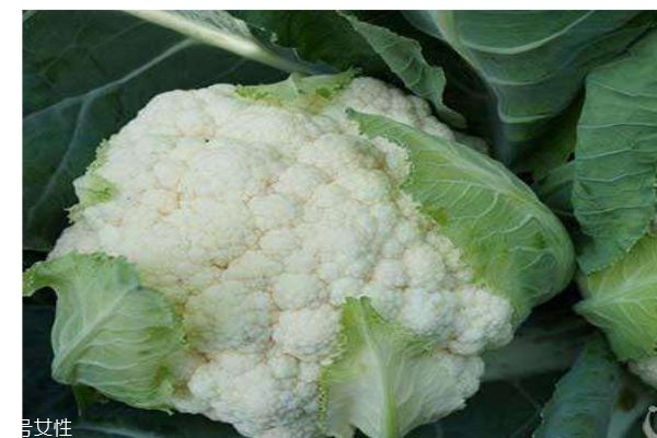 孕妇能吃干的黄花菜吗,孕妇应该多吃什么蔬菜