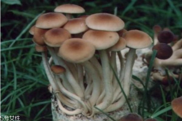 茶树菇是啥,茶树菇是什么样的