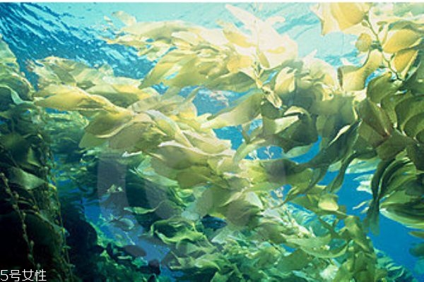 海带是发物吗?,海带是发物吗?哪些人不能吃