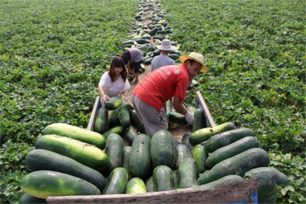 冬瓜热量高么,冬瓜的热量是多少大卡 冬瓜热量高么,冬瓜的热量是多少大卡